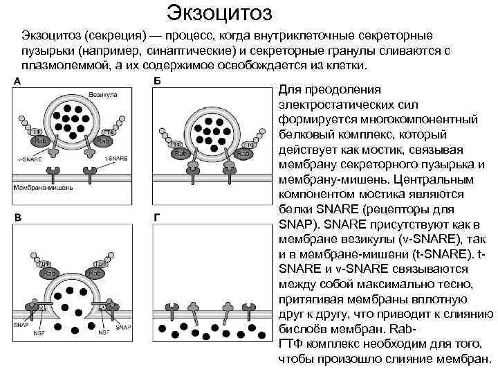 Экзоцитоз осуществляется. Экзоцитоз (механизм, примеры).. Процесс экзоцитоза. Виды экзоцитоза. Экзоцитоз примеры.