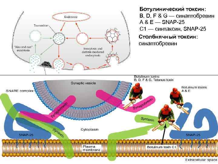 Ботулинический токсин: B, D, F & G — синаптобревин A & E — SNAP-25