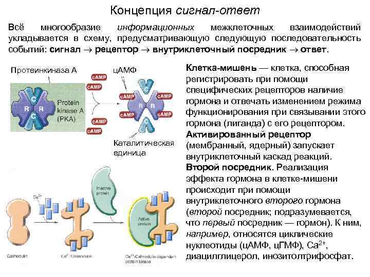 Концепция сигнал-ответ Всё многообразие информационных межклеточных взаимодействий укладывается в схему, предусматривающую следующую последовательность событий: