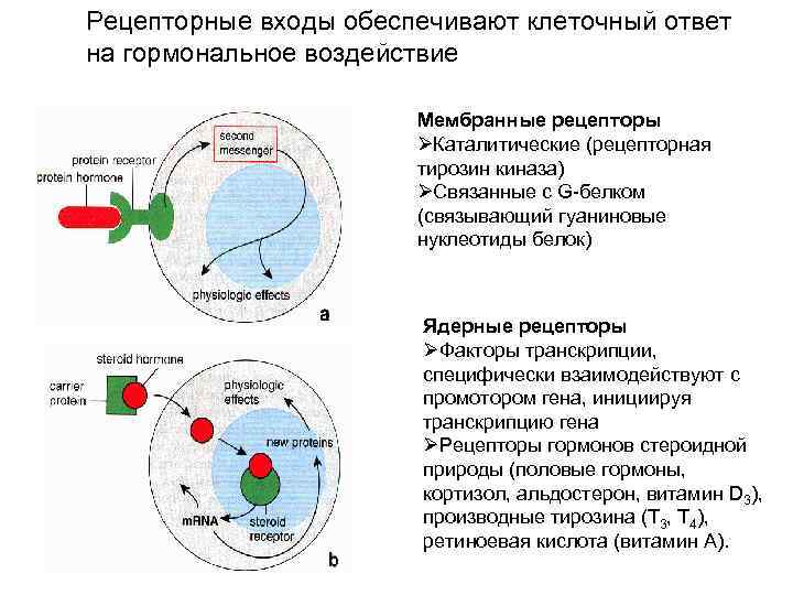 Рецепторные входы обеспечивают клеточный ответ на гормональное воздействие Мембранные рецепторы ØКаталитические (рецепторная тирозин киназа)