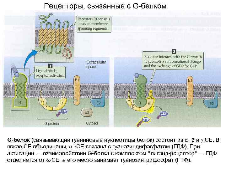Рецепторы, связанные с G-белком G-белок (связывающий гуаниновые нуклеотиды белок) состоит из , и СЕ.