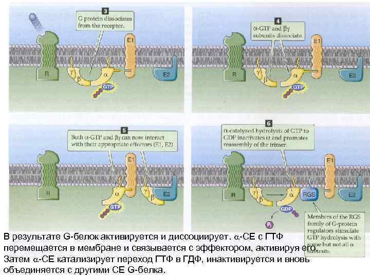В результате G-белок активируется и диссоциирует. -СЕ с ГТФ перемещается в мембране и связывается