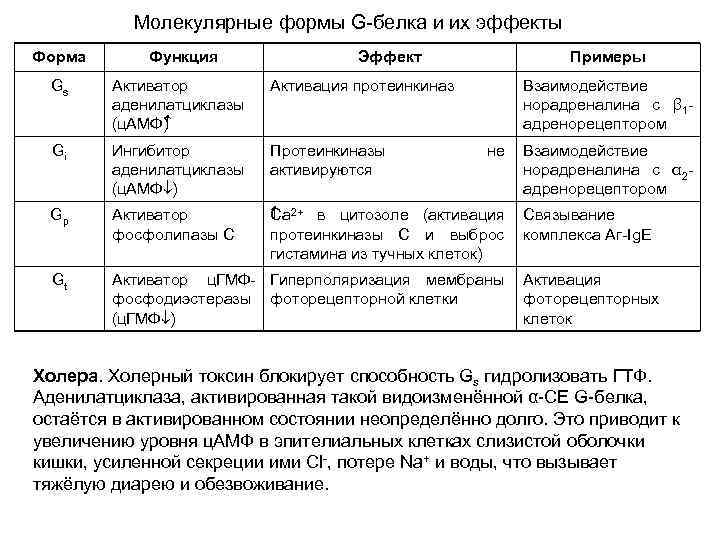 Молекулярные формы G-белка и их эффекты Форма Функция Эффект Примеры Gs Активатор аденилатциклазы (ц.