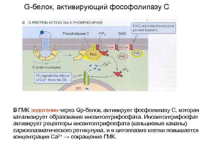 G-белок, активирующий фософолипазу С В ГМК эндотелин через Gp-белок, активирует фосфолипазу С, которая катализирует