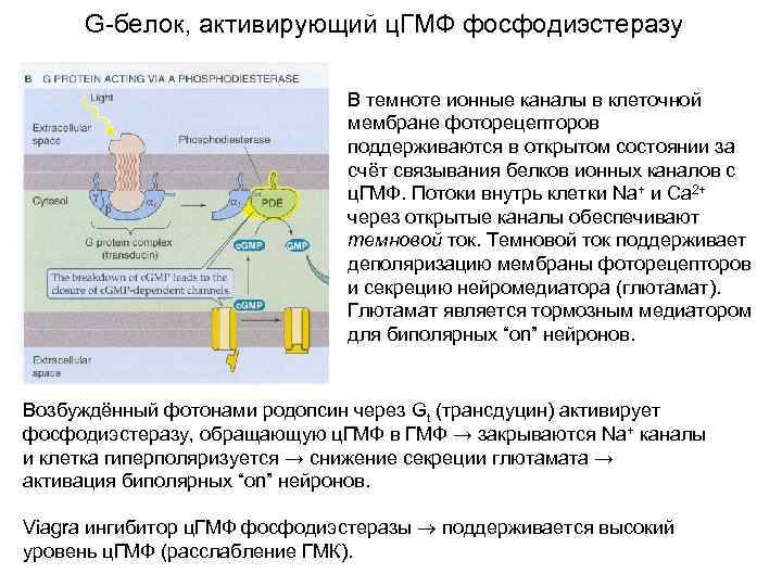 G-белок, активирующий ц. ГМФ фосфодиэстеразу В темноте ионные каналы в клеточной мембране фоторецепторов поддерживаются