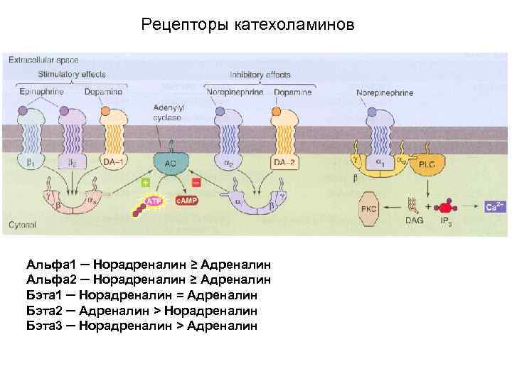 Рецепторы катехоламинов Альфа 1 ─ Норадреналин ≥ Адреналин Альфа 2 ─ Норадреналин ≥ Адреналин
