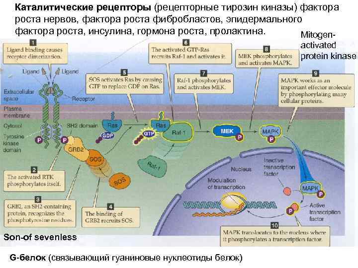 Каталитические рецепторы (рецепторные тирозин киназы) фактора роста нервов, фактора роста фибробластов, эпидермального фактора роста,