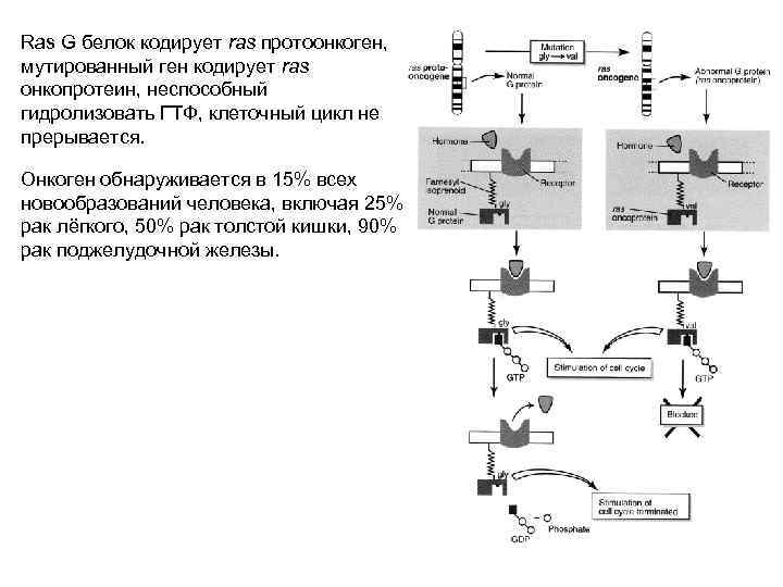 Ras G белок кодирует ras протоонкоген, мутированный ген кодирует ras онкопротеин, неспособный гидролизовать ГТФ,