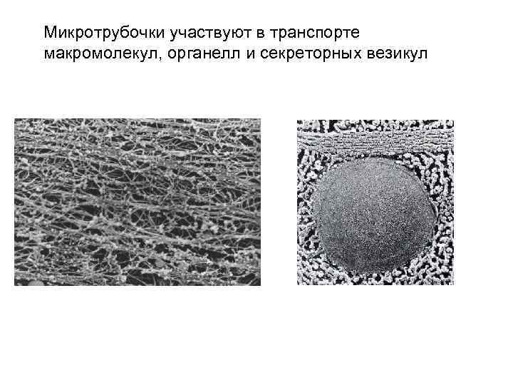 Микротрубочки участвуют в транспорте макромолекул, органелл и секреторных везикул 