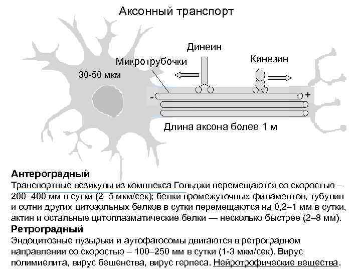 Аксонный транспорт Динеин Микротрубочки Кинезин 30 -50 мкм + Длина аксона более 1 м