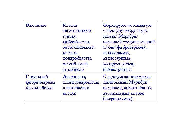 Виментин Клетки мезенхимного генеза: фибробласты, эндотелиальные клетки, хондробласты, остеобласты, макрофаги Формируют сетевидную структуру вокруг