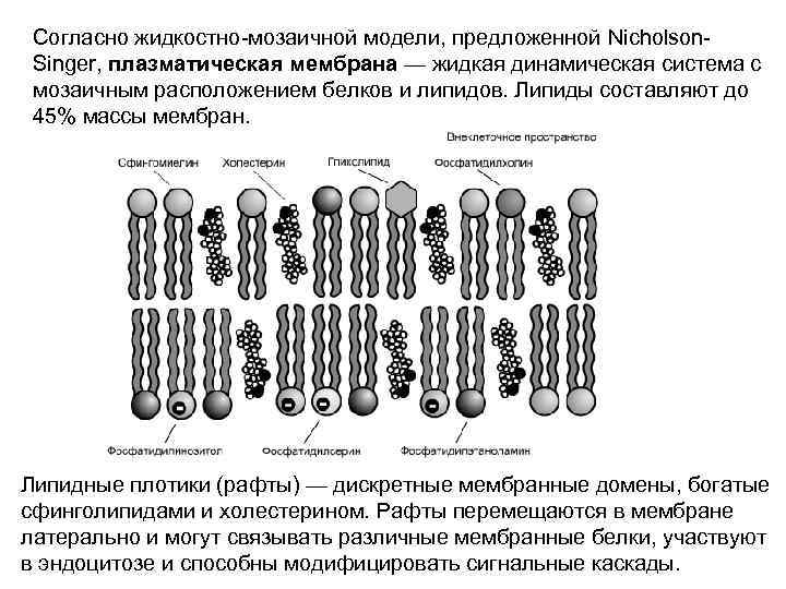Согласно жидкостно-мозаичной модели, предложенной Nicholson. Singer, плазматическая мембрана — жидкая динамическая система с мозаичным