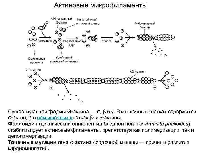 Актиновые микрофиламенты Существуют три формы G-актина α, β и . В мышечных клетках содержится