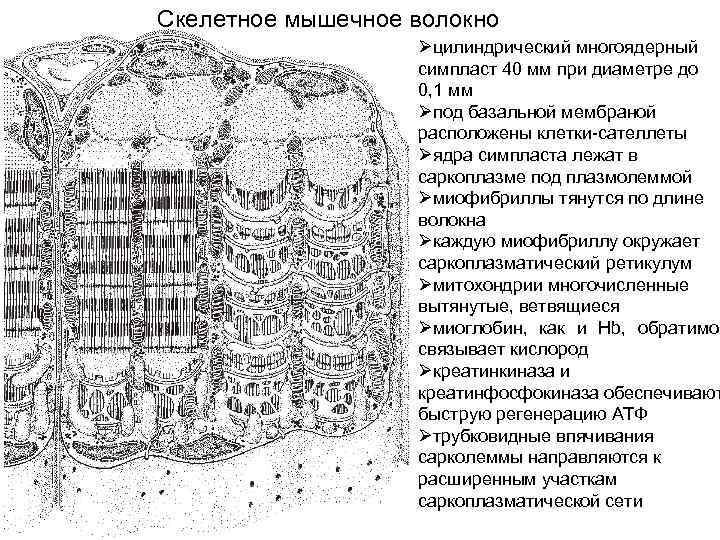Скелетное мышечное волокно Øцилиндрический многоядерный симпласт 40 мм при диаметре до 0, 1 мм
