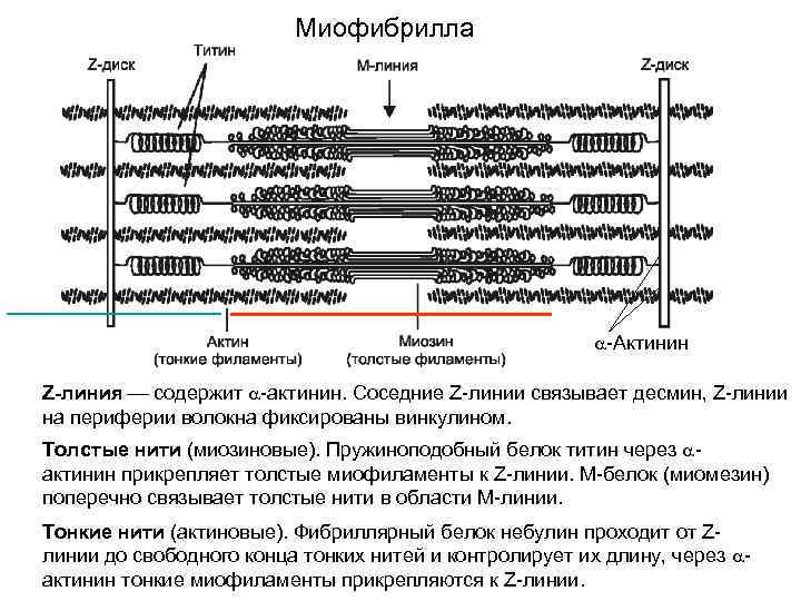 Линия содержит