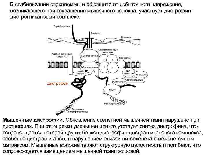 В стабилизации сарколеммы и её защите от избыточного напряжения, возникающего при сокращении мышечного волокна,