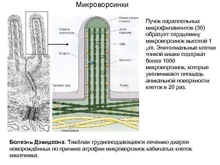 Микроворсинки животной клетки