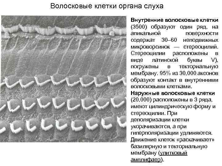 Волосковые клетки органа слуха Внутренние волосковые клетки (3500) образуют один ряд, на апикальной поверхности