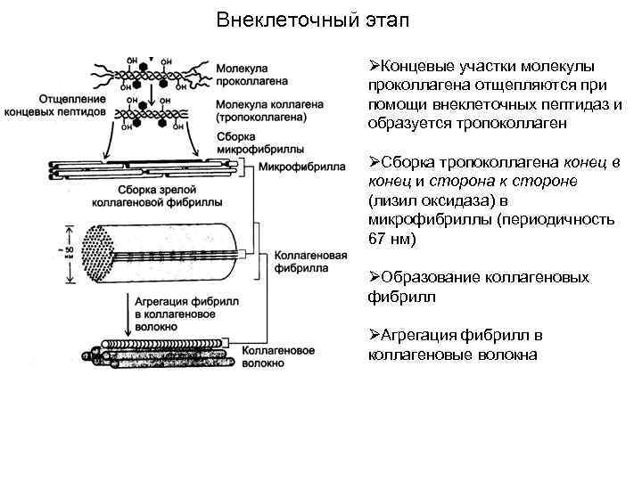Внеклеточный этап ØКонцевые участки молекулы проколлагена отщепляются при помощи внеклеточных пептидаз и образуется тропоколлаген