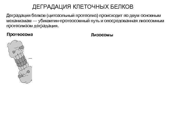 ДЕГРАДАЦИЯ КЛЕТОЧНЫХ БЕЛКОВ Деградация белков (цитозольный протеолиз) происходит по двум основным механизмам — убиквитин-протеосомный