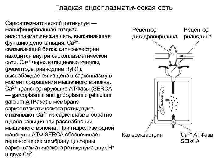 Гладкая эндоплазматическая сеть Саркоплазматический ретикулум — модифицированная гладкая эндоплазматическая сеть, выполняющая функцию депо кальция.