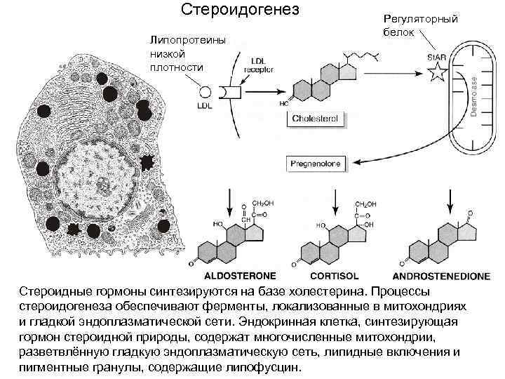 Стероидогенез. Клетка синтезирующая стероидные гормоны. Схема стероидогенеза с ферментами. Синтез стероидных гормонов органиод. Органеллы синтезирующие стероидные гормоны.