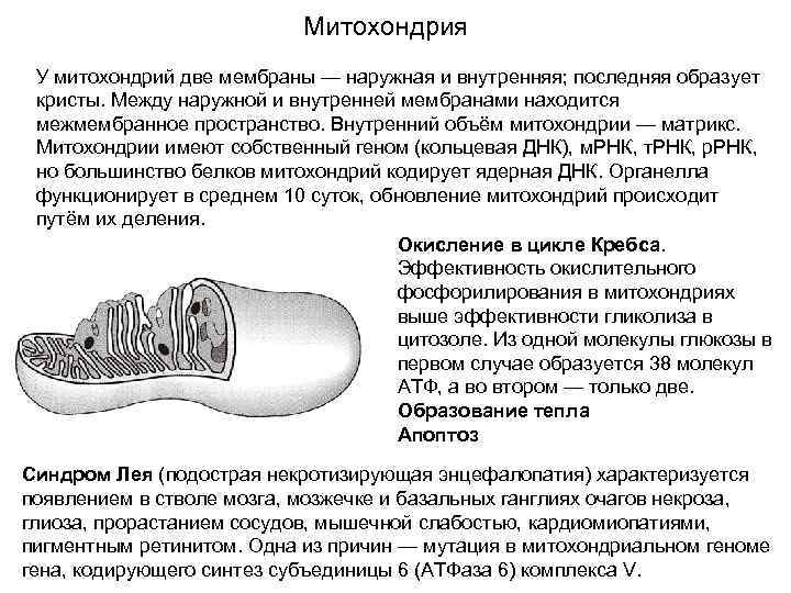 Митохондрия У митохондрий две мембраны — наружная и внутренняя; последняя образует кристы. Между наружной
