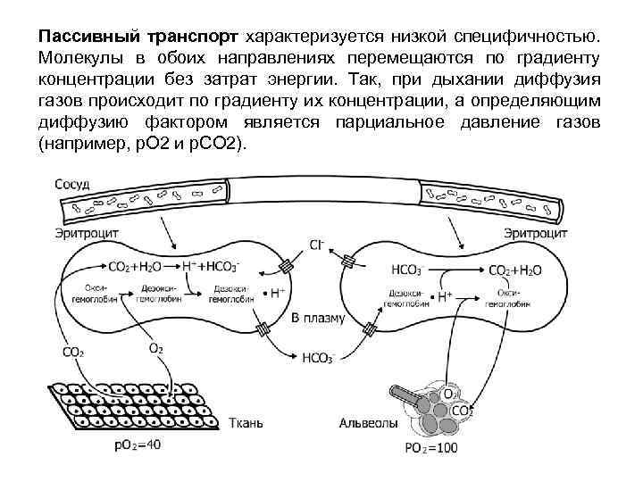Пассивный транспорт характеризуется низкой специфичностью. Молекулы в обоих направлениях перемещаются по градиенту концентрации без