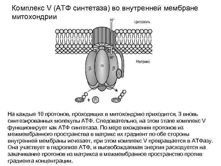 Строение атф синтазы. АТФ синтазный комплекс митохондрии. Строение протонной АТФ синтетазы схема. Строение АТФ синтазного комплекса. АТФ синтаза строение.