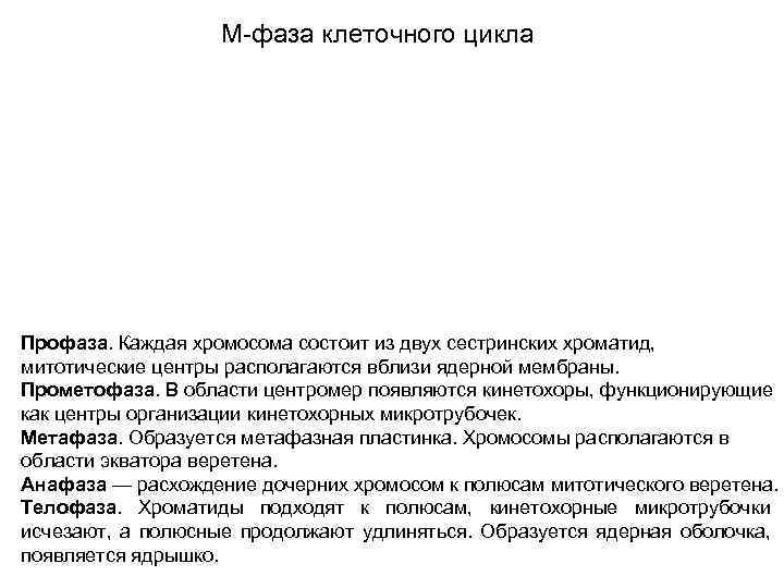 М-фаза клеточного цикла Профаза. Каждая хромосома состоит из двух сестринских хроматид, митотические центры располагаются