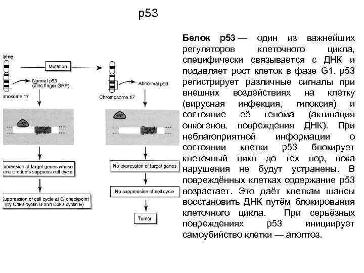 р53 Белок р53 — один из важнейших регуляторов клеточного цикла, специфически связывается с ДНК