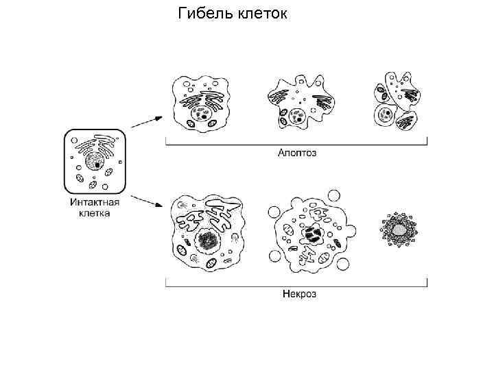 Гибель клеток 