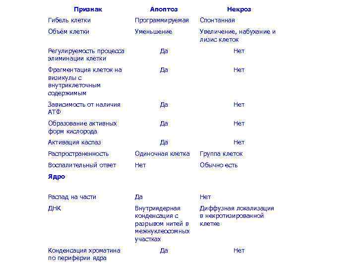 Признак Апоптоз Некроз Гибель клетки Программируемая Спонтанная Объём клетки Уменьшение Увеличение, набухание и лизис