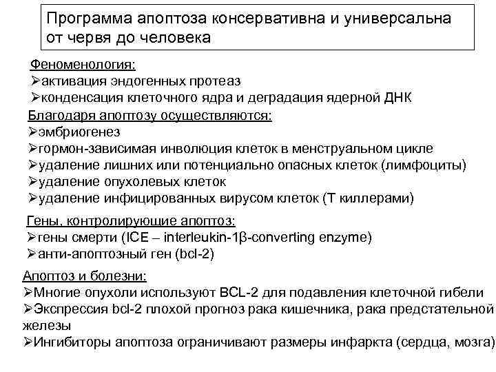 Программа апоптоза консервативна и универсальна от червя до человека Феноменология: Øактивация эндогенных протеаз Øконденсация