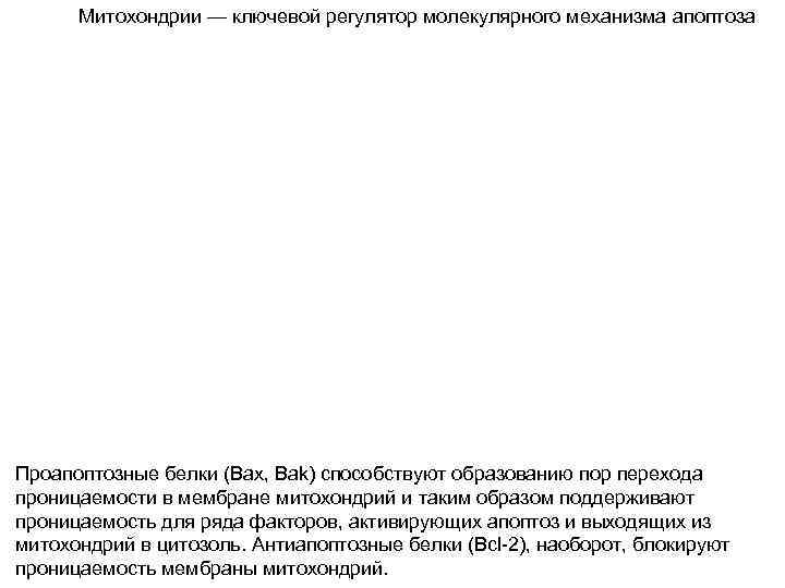 Митохондрии — ключевой регулятор молекулярного механизма апоптоза Проапоптозные белки (Bax, Bak) способствуют образованию пор