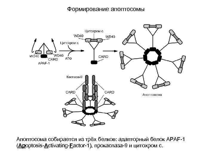 Формирование апоптосомы Апоптосома собирается из трёх белков: адапторный белок APAF-1 (Apoptosis-Activating-Factor-1), прокаспаза-9 и цитохром