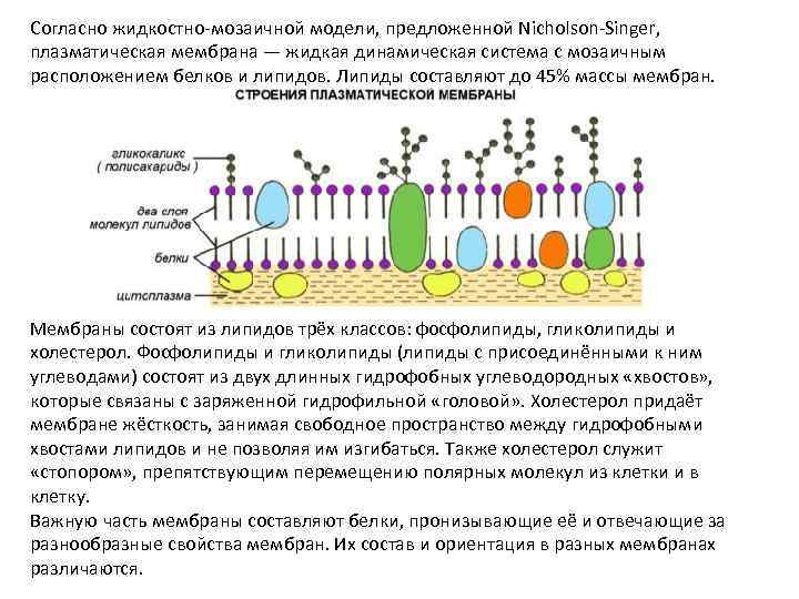 Жидкостно мозаичная модель мембраны