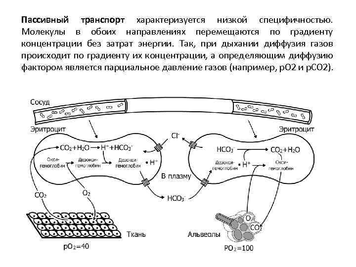 Пассивный транспорт характеризуется низкой специфичностью. Молекулы в обоих направлениях перемещаются по градиенту концентрации без