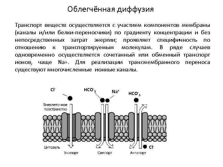 Транспорт веществ осуществляет