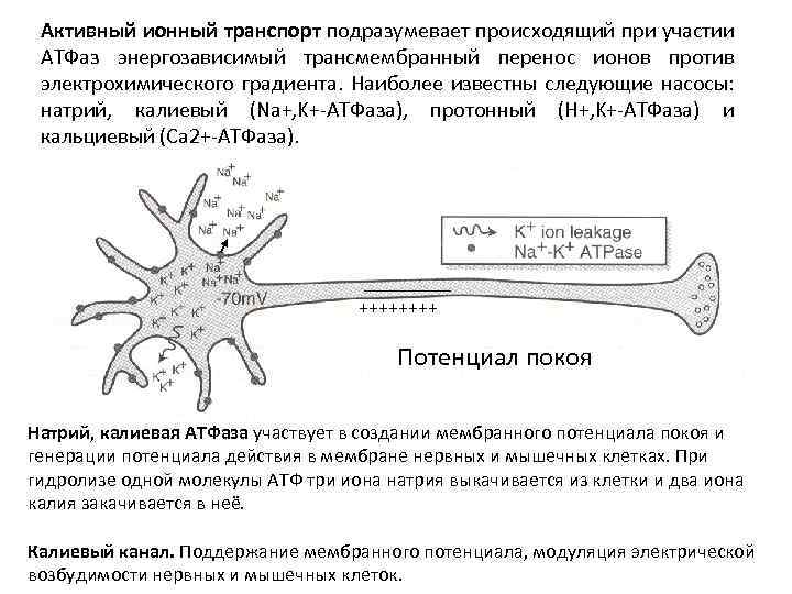 Ионный транспорт. Активный ионный транспорт. Ионный транспорт осуществляется. Транспорт в ионных каналах. Причины активный ионный транспорт в клетке.