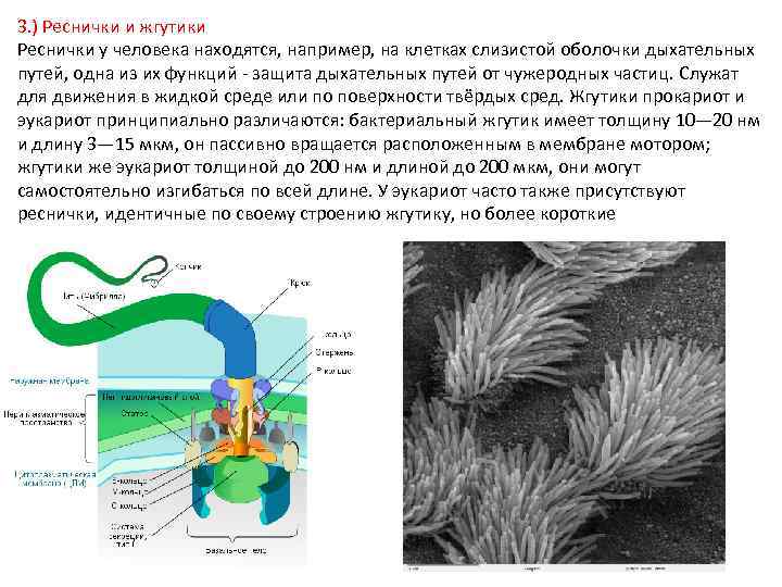 3. ) Реснички и жгутики Реснички у человека находятся, например, на клетках слизистой оболочки