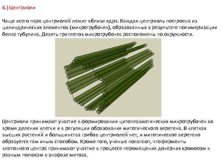 6. ) Центриоли Чаще всего пара центриолей лежит вблизи ядра. Каждая центриоль построена из