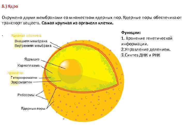 Сколько оболочек