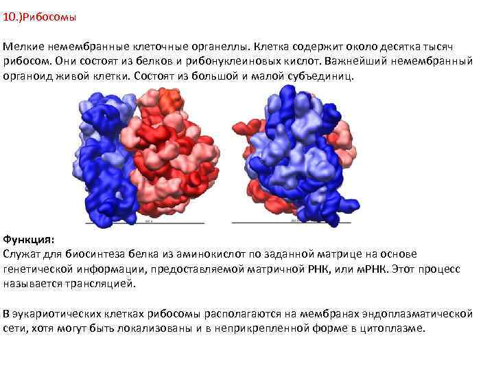 10. )Рибосомы Мелкие немембранные клеточные органеллы. Клетка содержит около десятка тысяч рибосом. Они состоят