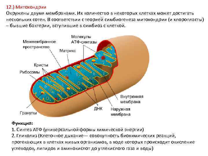 Внутренние мембраны кристы