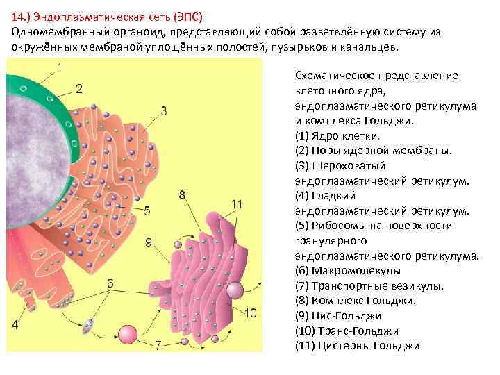 14. ) Эндоплазматическая сеть (ЭПС) Одномембранный органоид, представляющий собой разветвлённую систему из окружённых мембраной