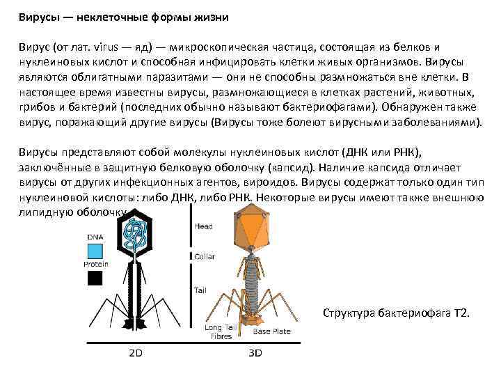 Вирусы — неклеточные формы жизни Вирус (от лат. virus — яд) — микроскопическая частица,