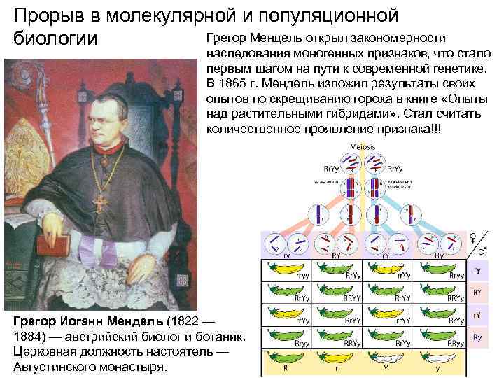 Прорыв в молекулярной и популяционной Грегор Мендель открыл закономерности биологии наследования моногенных признаков, что