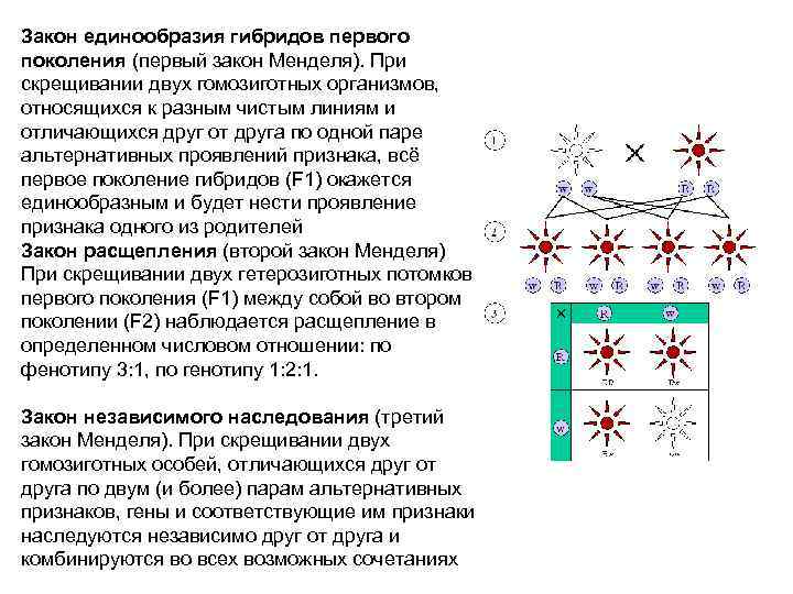 Закон единообразия гибридов первого поколения (первый закон Менделя). При скрещивании двух гомозиготных организмов, относящихся