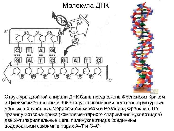 Молекула ДНК 5 1 Структура двойной спирали ДНК была предложена Френсисом Криком и Джеймсом